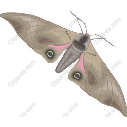 Elegant Moth