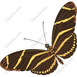 Elegant Butterfly