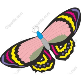 Colorful Butterfly