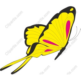 Vibrant Yellow Butterfly