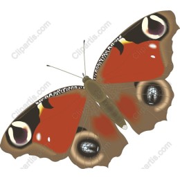Vibrant Butterfly