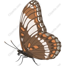 Brown Butterfly
