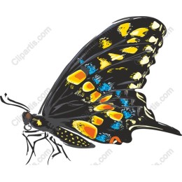 Vibrant Black Butterfly