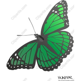 Elegant Green Butterfly