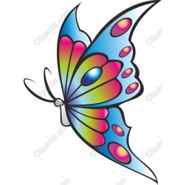 Colorful Butterfly