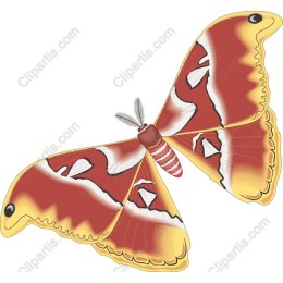 Vibrant Butterfly