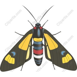 Vibrant Butterfly