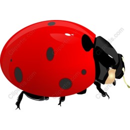 Red Ladybug