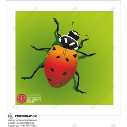 Vibrant Ladybug
