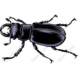 Majestic Beetle