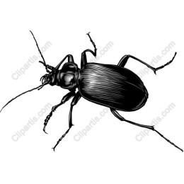 High-Detail Beetle