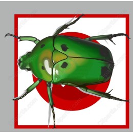 Vibrant Green Beetle