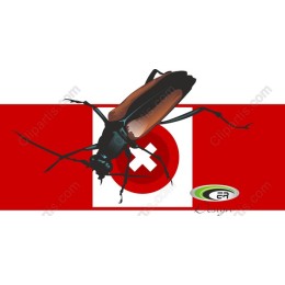 Cockroach