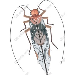 Cicada - High-Quality