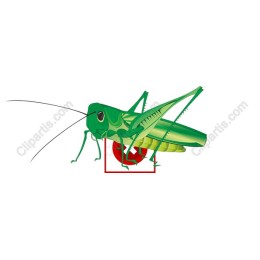 Vibrant Grasshopper