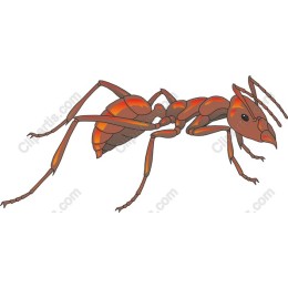 Vibrant Ant