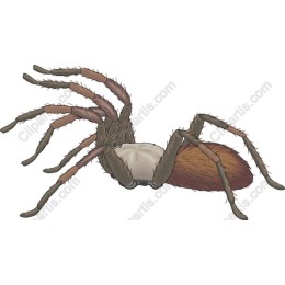 Realistic Spider