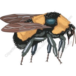 Bumblebee: High-Quality