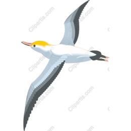 Soaring Bird