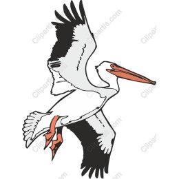 Soaring Pelican