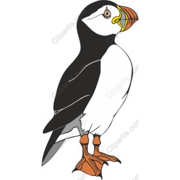 Puffin