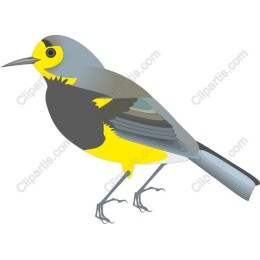 Vibrant Bird