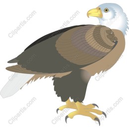 Majestic Eagle