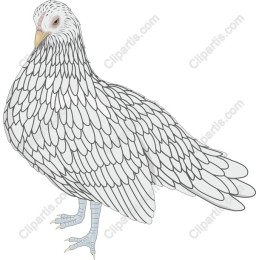 White Pigeon