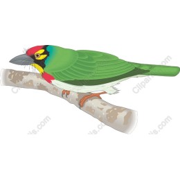 Colorful Bird