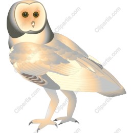 Elegant Barn Owl