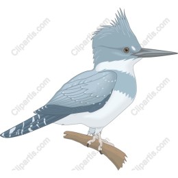 Blue Kingfisher