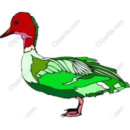 Vibrant Duck