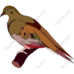 Elegant Bird