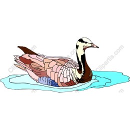 Elegantly Swan