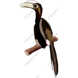 Hornbill