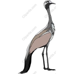Elegant Crane