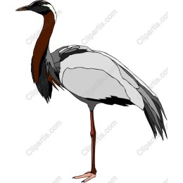 Elegant Crane