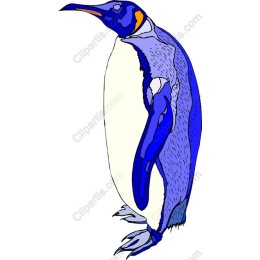 Blue Penguin