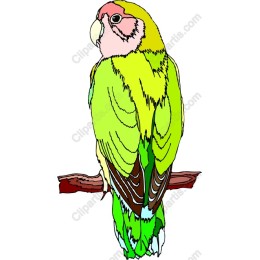 Vibrant Parrot