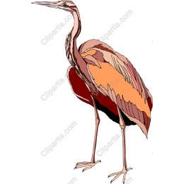 Elegant Heron