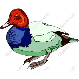 Vibrant Duck