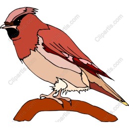 Vibrant Avian