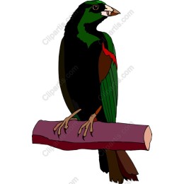 Vibrant Bird