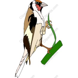 Goldfinch
