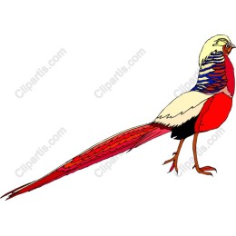 Colorful Bird