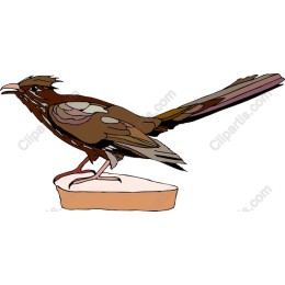 Elegant Bird