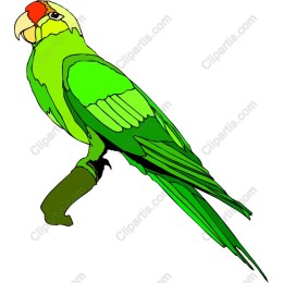Green Parrot