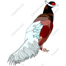 Vibrant Bird