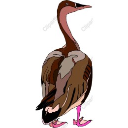 Elegant Bird