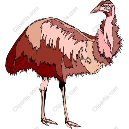 Vibrant Ostrich